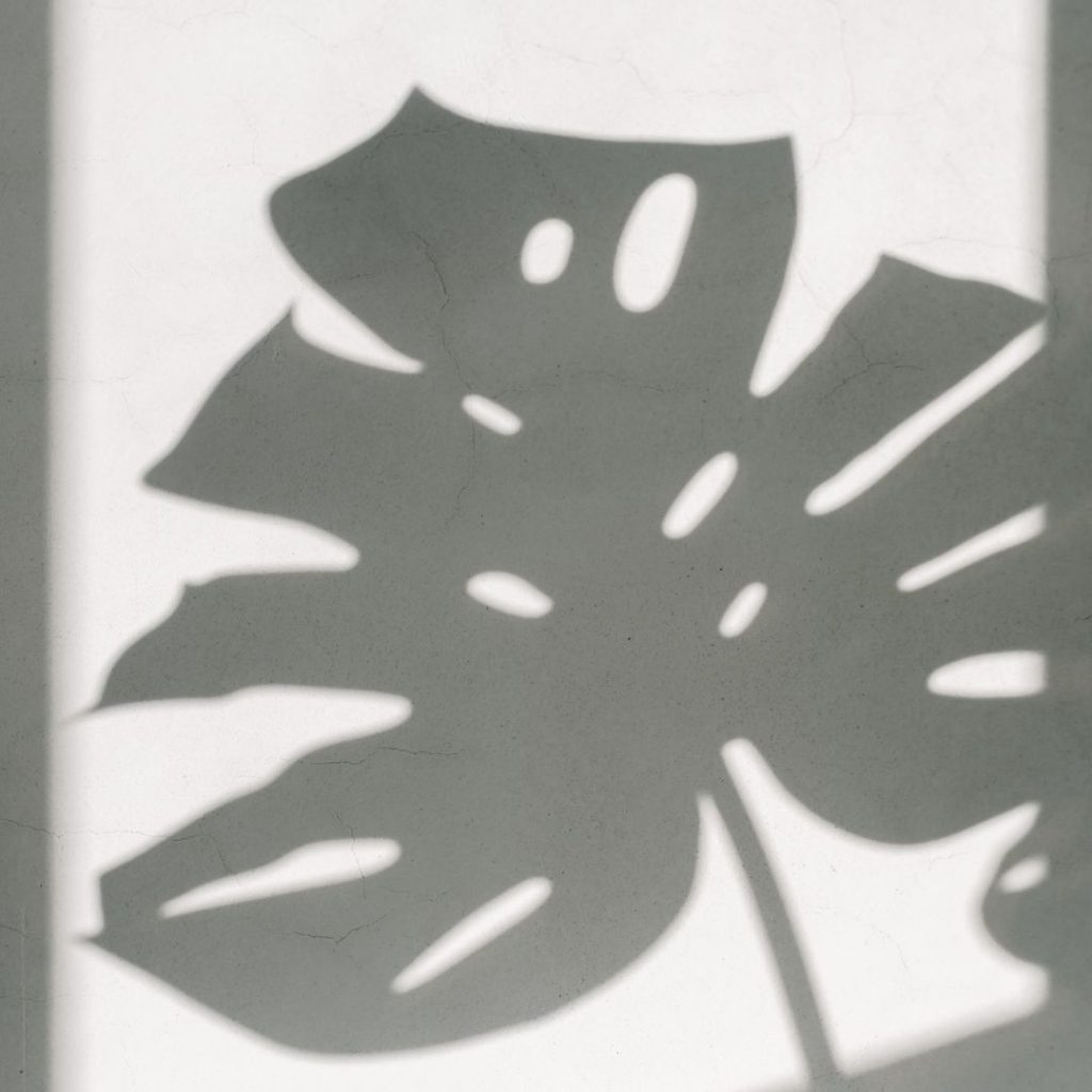 Monstera leaf shadow on white wall