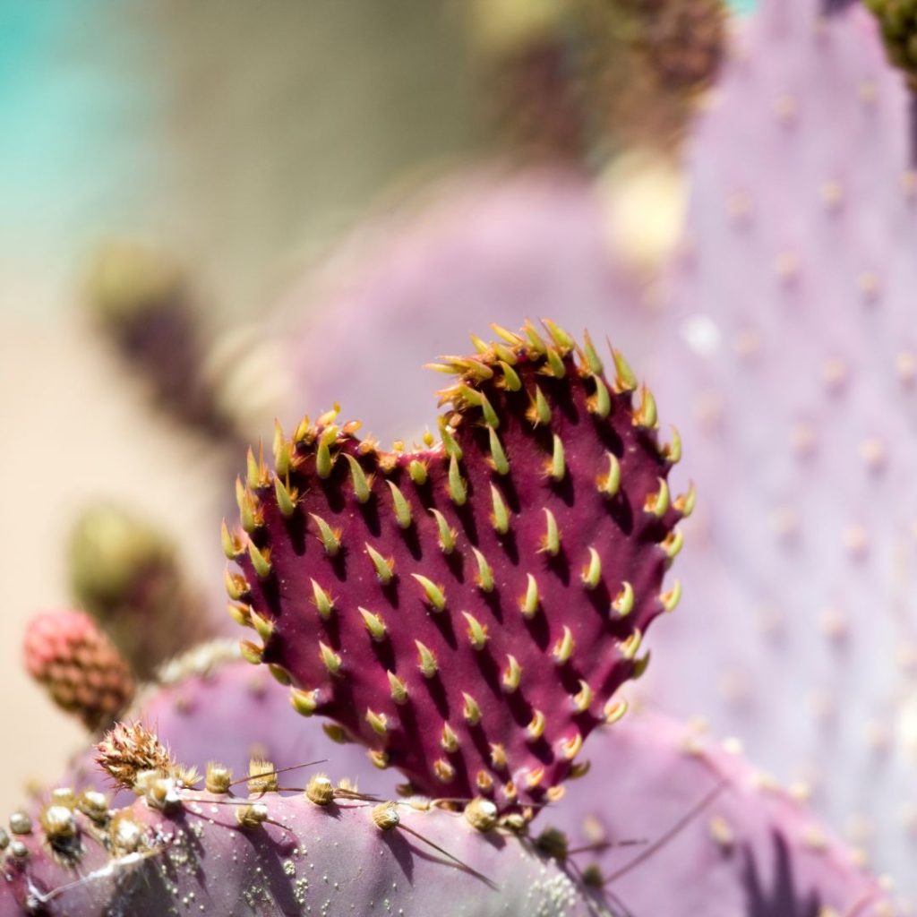 Heart-shaped cactus pad in sunlight